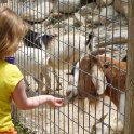 Petting Zoo